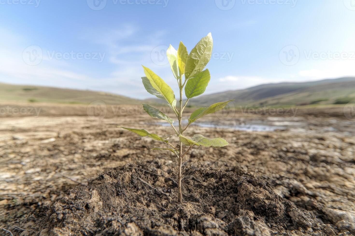 In a desolate expanse of cracked earth, a lone sapling emerges, defying the arid landscape with its vibrant green leaves A symbol of resilience, it stands as a testament to life's enduring power photo