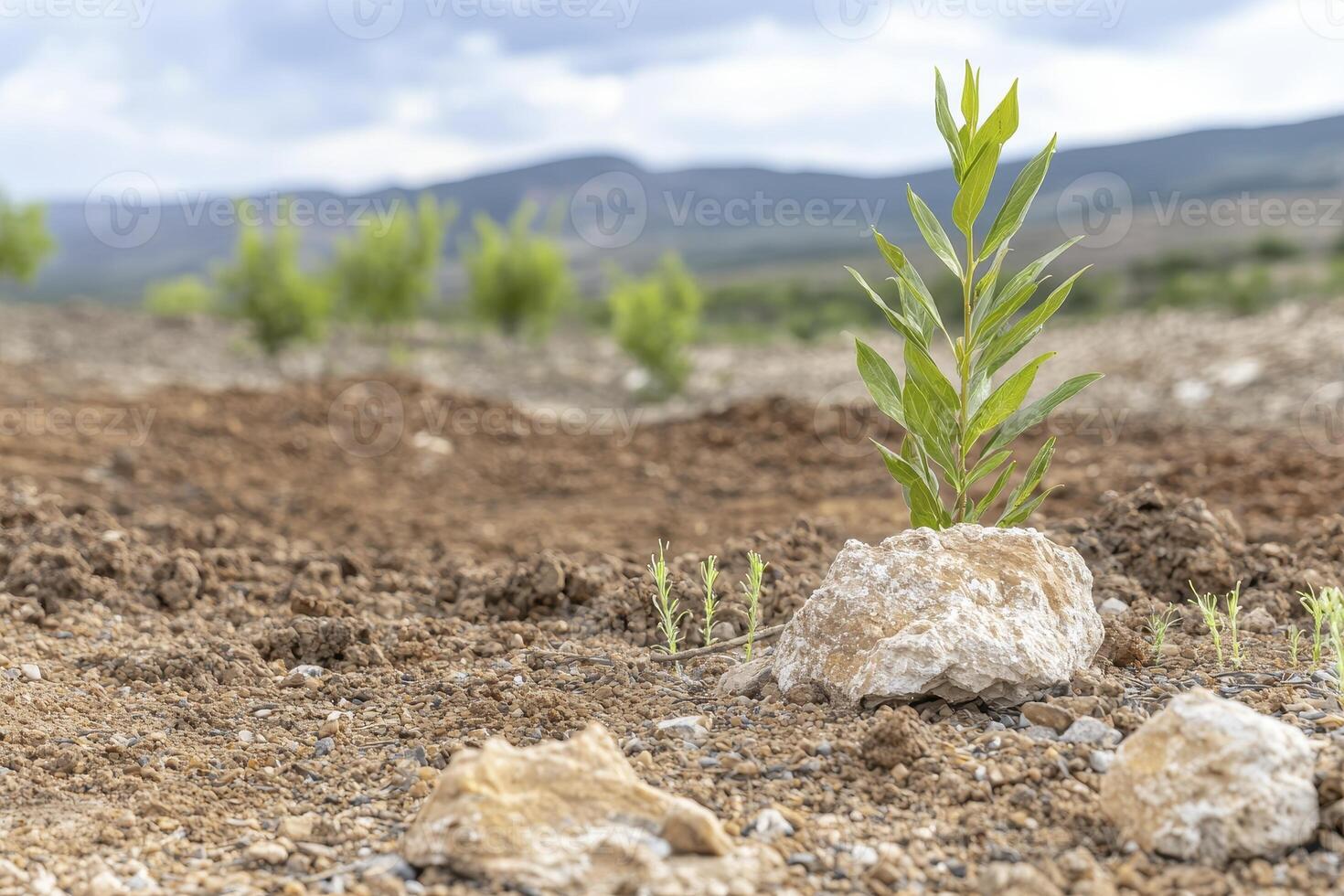 In a desolate and barren expanse, a solitary green plant bravely defies the harsh realities of an arid landscape Its vibrant leaves stand in stark contrast to the parched earth, a symbol of hope photo