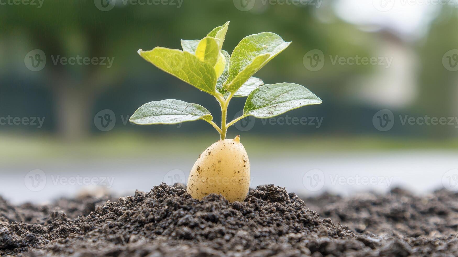 In a display of nature's fortitude, a delicate sprout valiantly emerges from the unforgiving, arid earth, its fragile leaves unfurling towards the sun This tender young plant, a testament to photo