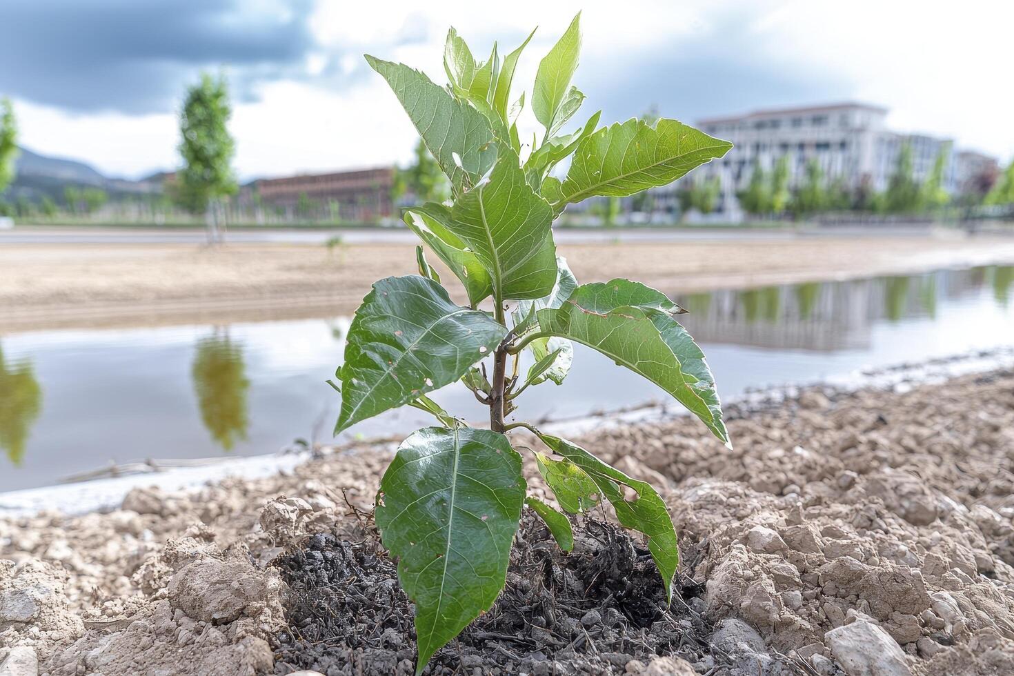 In a landscape often characterized by scarcity, a tender sapling stands defiant, a testament to nature's unyielding will to survive Its delicate leaves, vibrant with life, reach towards the sky photo