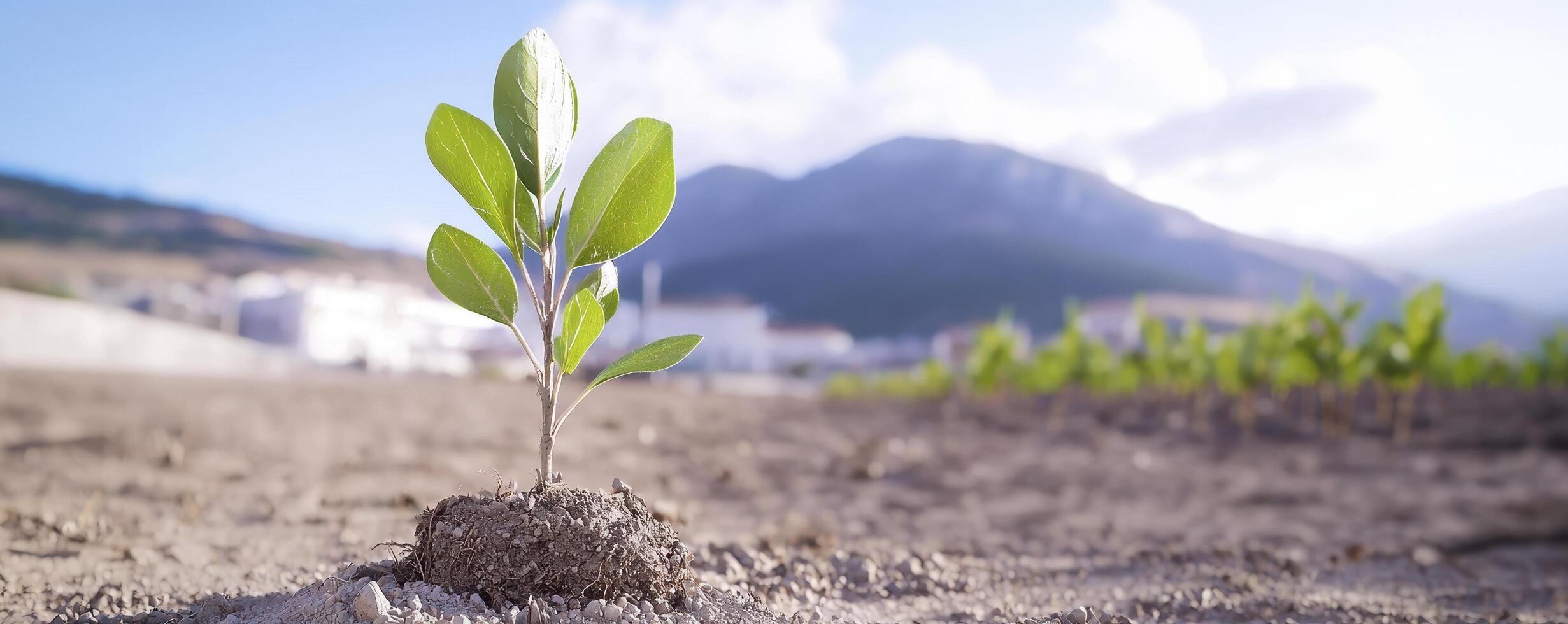 In a parched landscape, a lone sprout emerges, battling the elements and defying the odds The sun beats down mercilessly upon the cracked earth, yet the seedling persists, its fragile leaves reaching photo