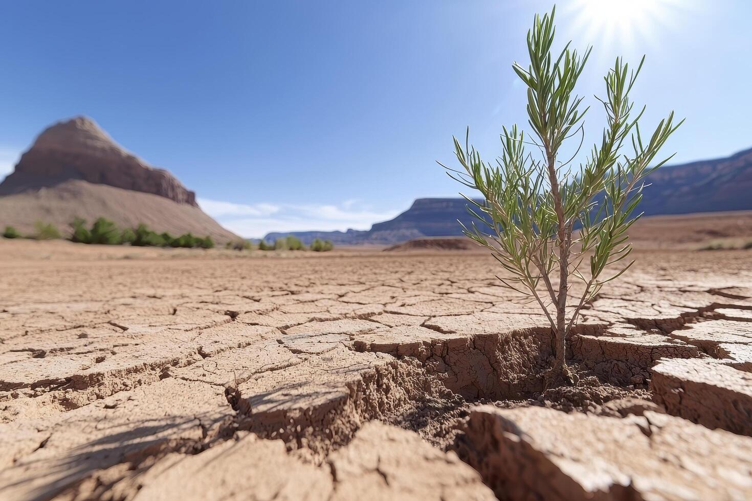 In a parched landscape, baked under a relentless sun, the earth lies cracked and desolate, a testament to aridity's unforgiving grip Yet, amidst this barren expanse, a single, vibrant shoot dares to photo