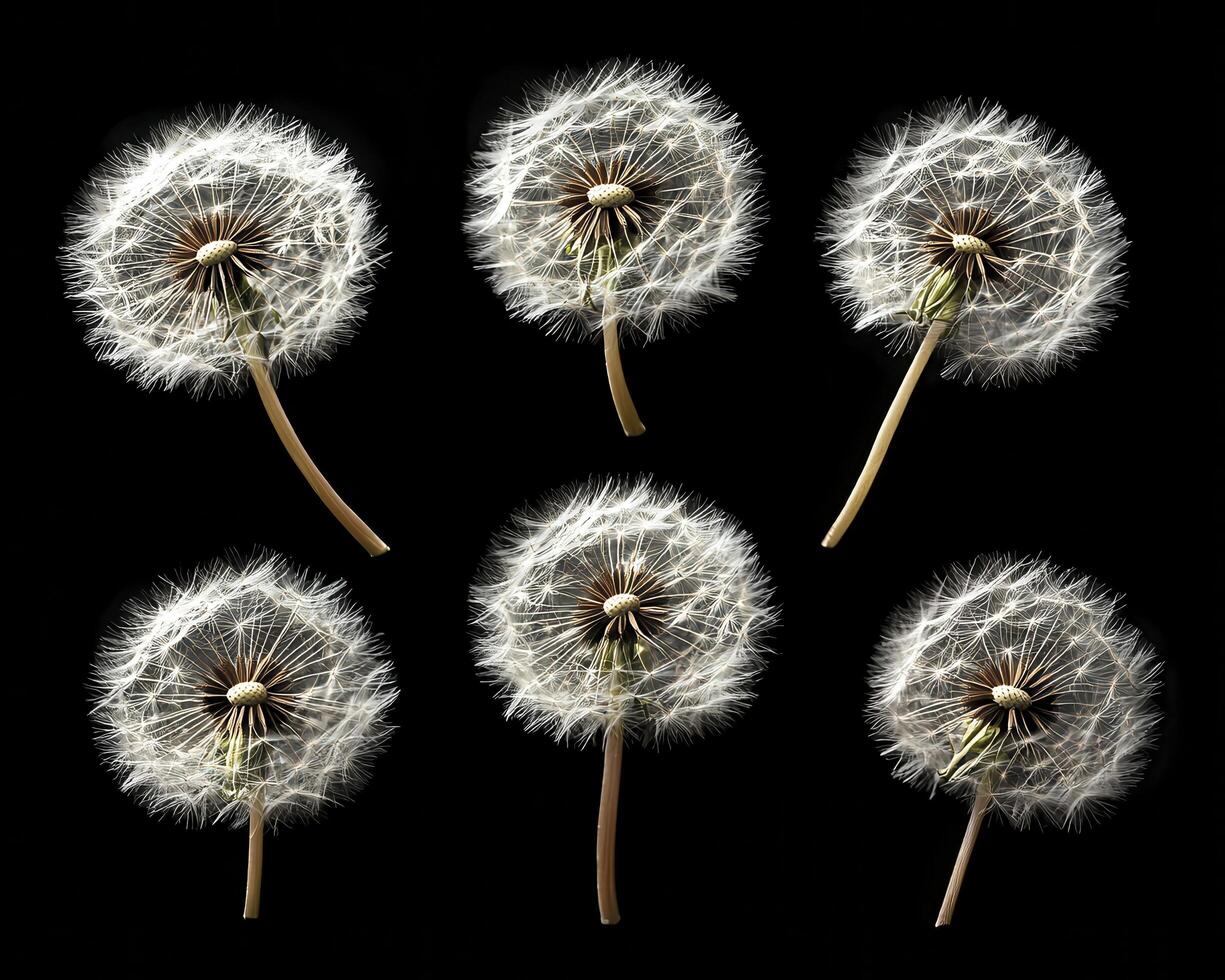 In a realm of ethereal beauty, dandelion seeds take flight, their delicate forms dancing upon the wind A gentle breeze carries them aloft, scattering their dreams across the landscape Each seed, a photo