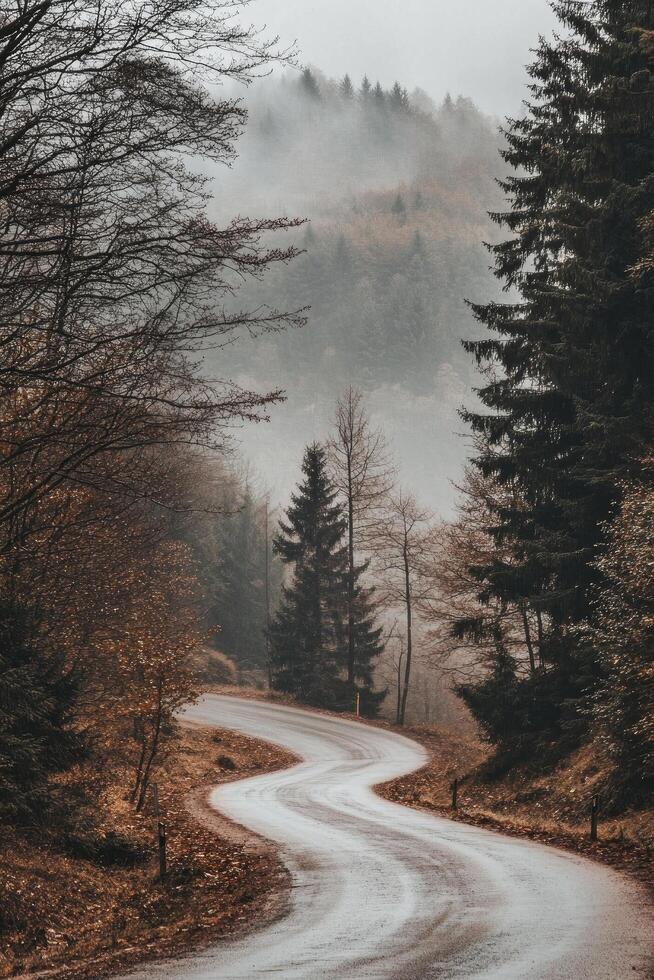 A winding road in the middle of a forest photo