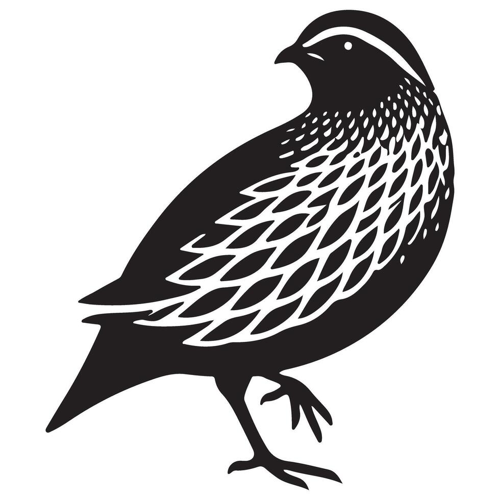 Detailed Quail Illustration for Wildlife and Bird Enthusiasts vector