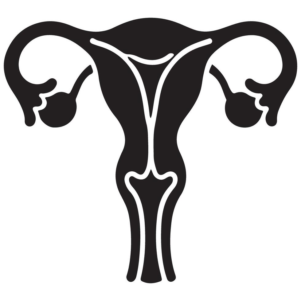 Detailed Female Reproductive System Illustration Medical Anatomy Guide vector