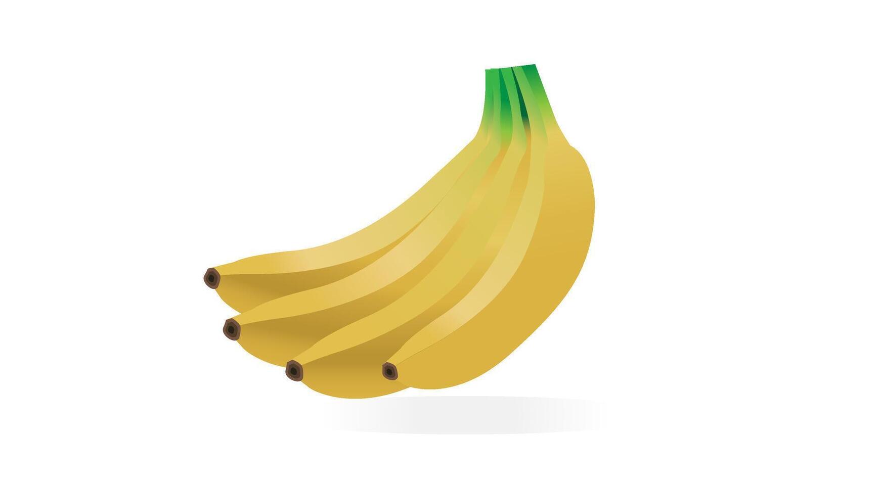 Four ripe yellow bananas illustration on a white background vector