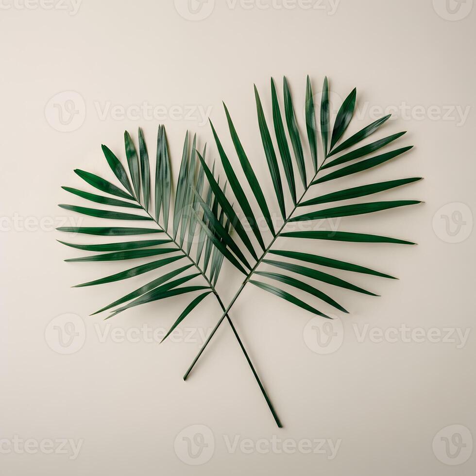 Palm leaf with green natural veins casting shadows on a light wall creating minimalistic botanical pattern photo