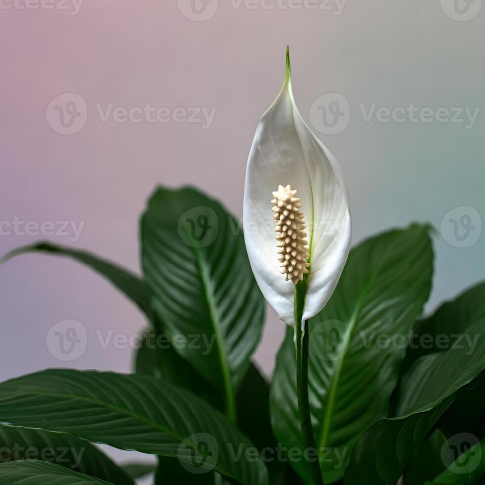 Elegant white peace lily flowers with deep green leaves displayed against a grey background showcasing indoor plant beauty and minimal style perfect for home decor themes photo
