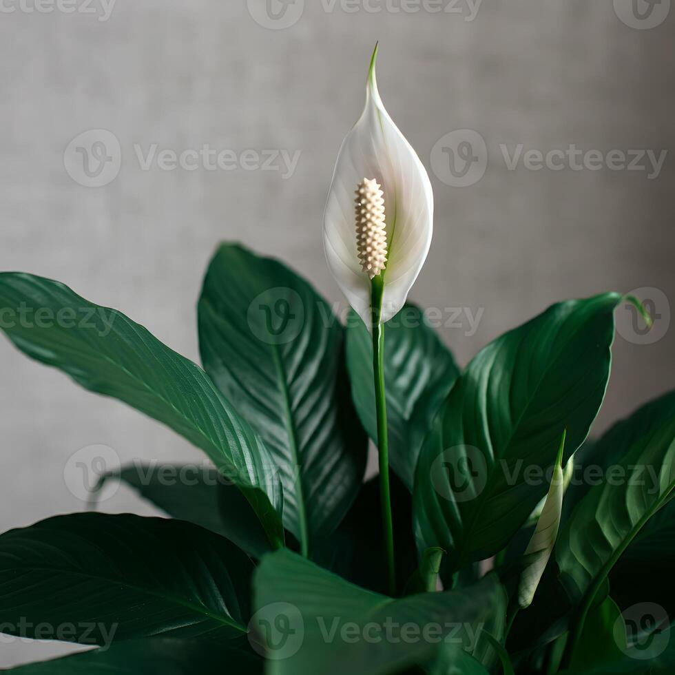 Elegant white peace lily flowers with deep green leaves displayed against a soft grey background showcasing indoor plant beauty and minimal style perfect for home decor themes photo