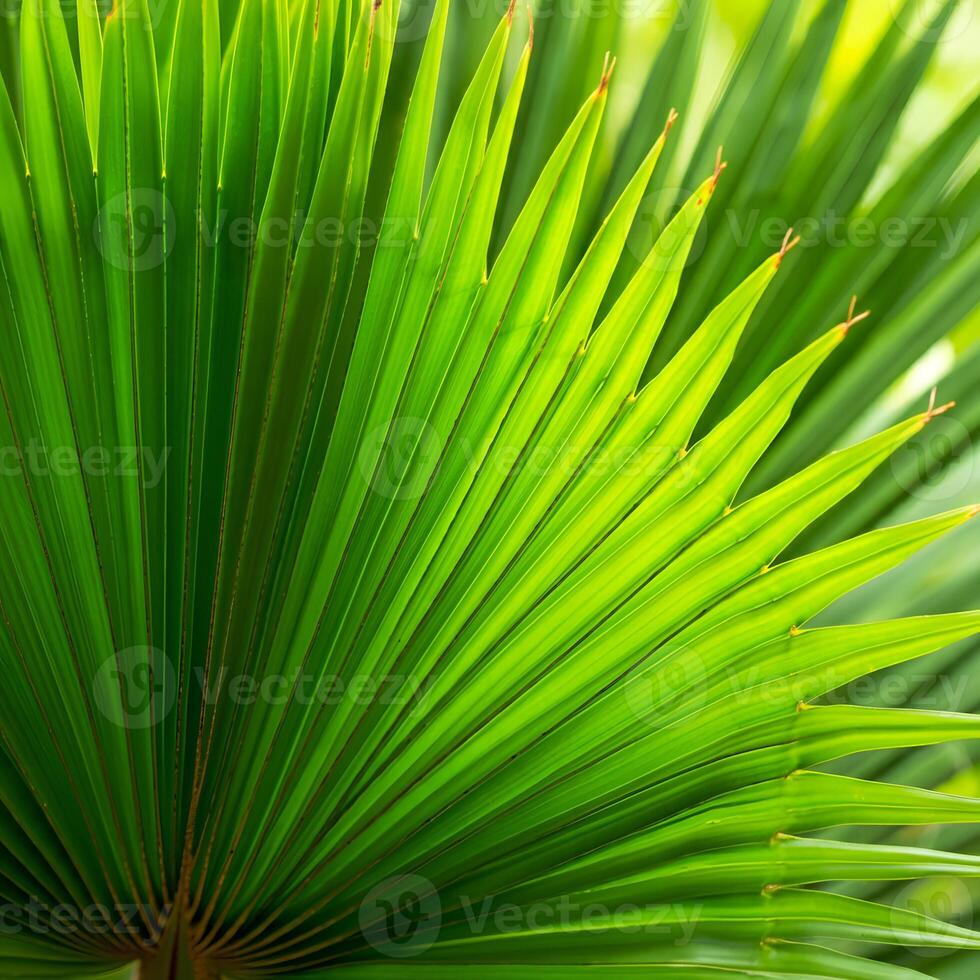 Macro close up of vibrant green palm leaf with intricate vein details and parallel texture bright natural light photo