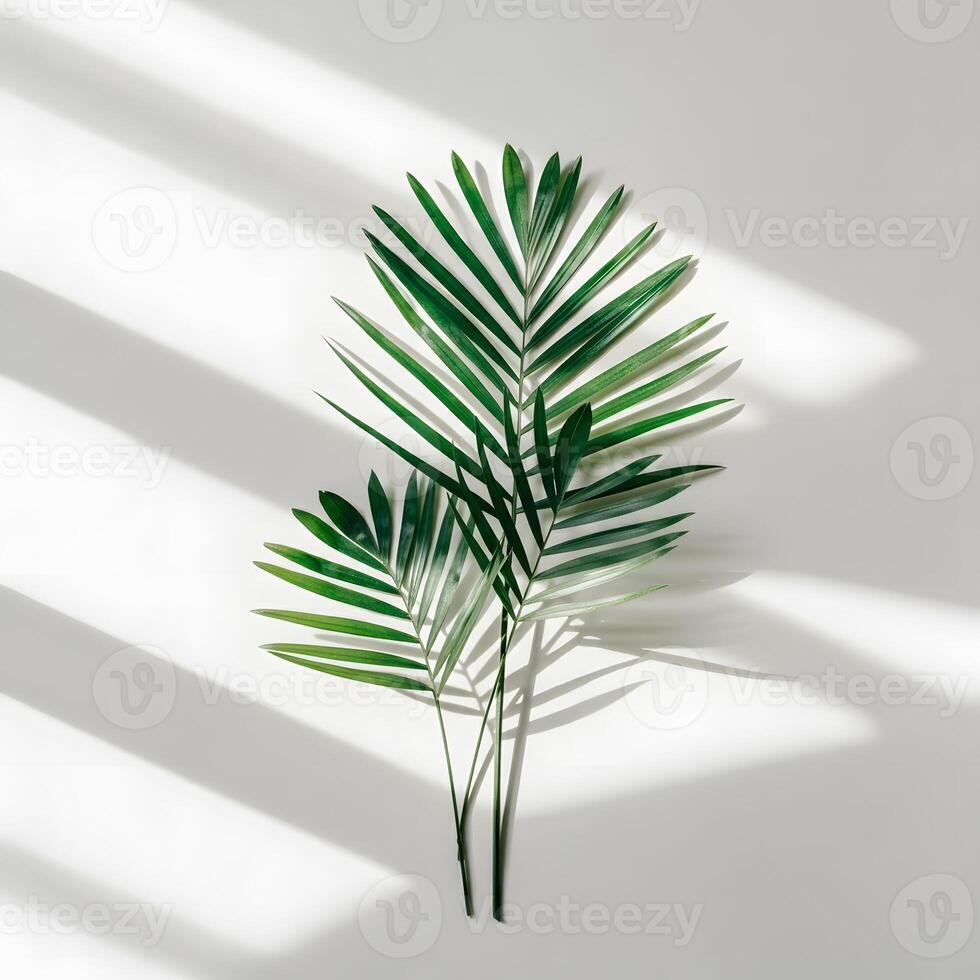 Palm leaf with green natural veins casting shadow on light wall creating minimalistic botanical pattern photo