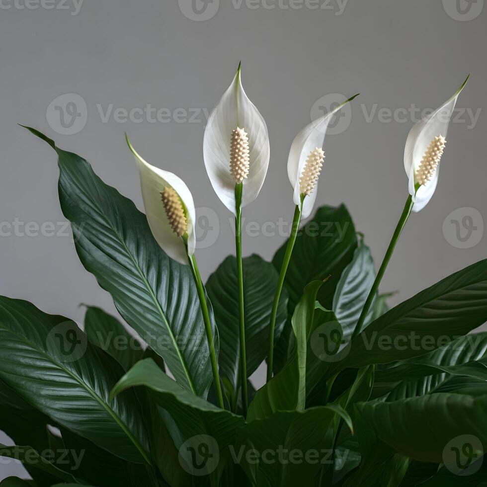 White peace lily Spathiphyllum flowers with deep green leaves on a minimal grey background indoor plant styling photo