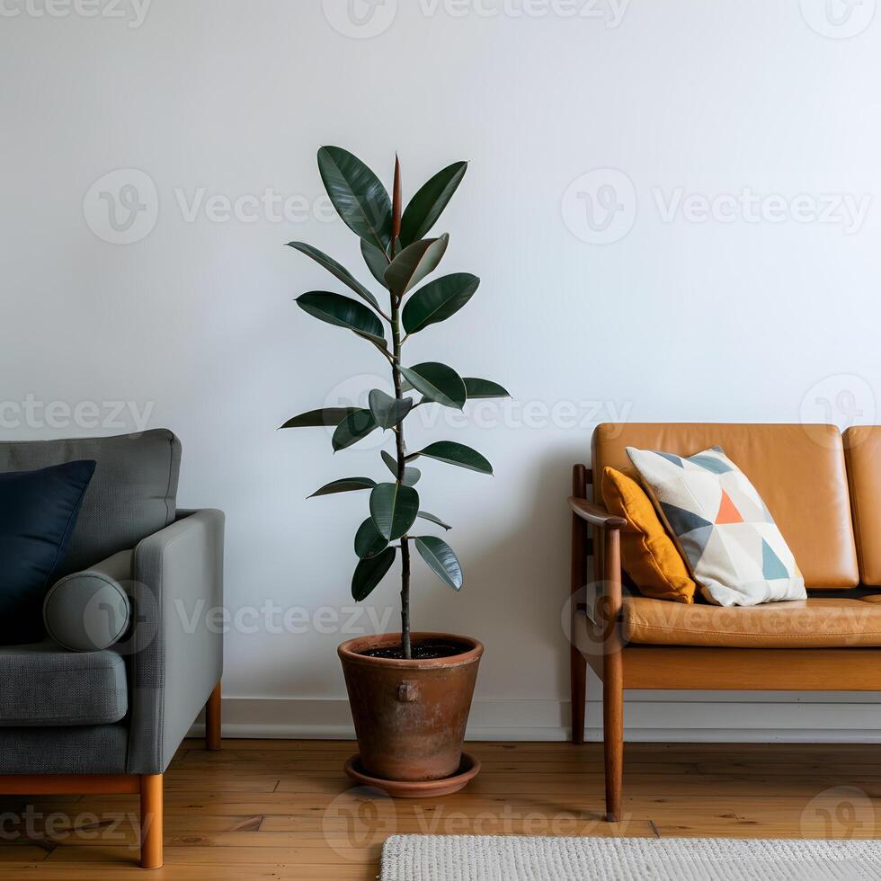 Large Ficus elastica rubber plant with exposed roots in rustic terracotta pot placed in a bright modern living room corner photo
