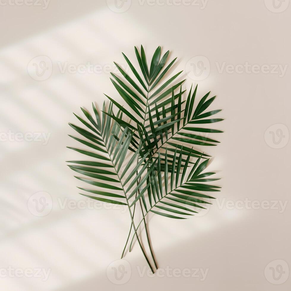 Palm leaf with green natural veins casting shadow on a light wall creating minimalistic botanical pattern photo