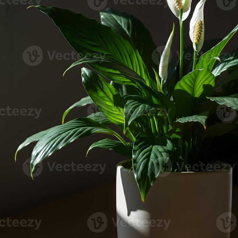 Single blooming peace lily Spathiphyllum in ceramic pot with dramatic shadow on wooden shelf botanical home accent photo