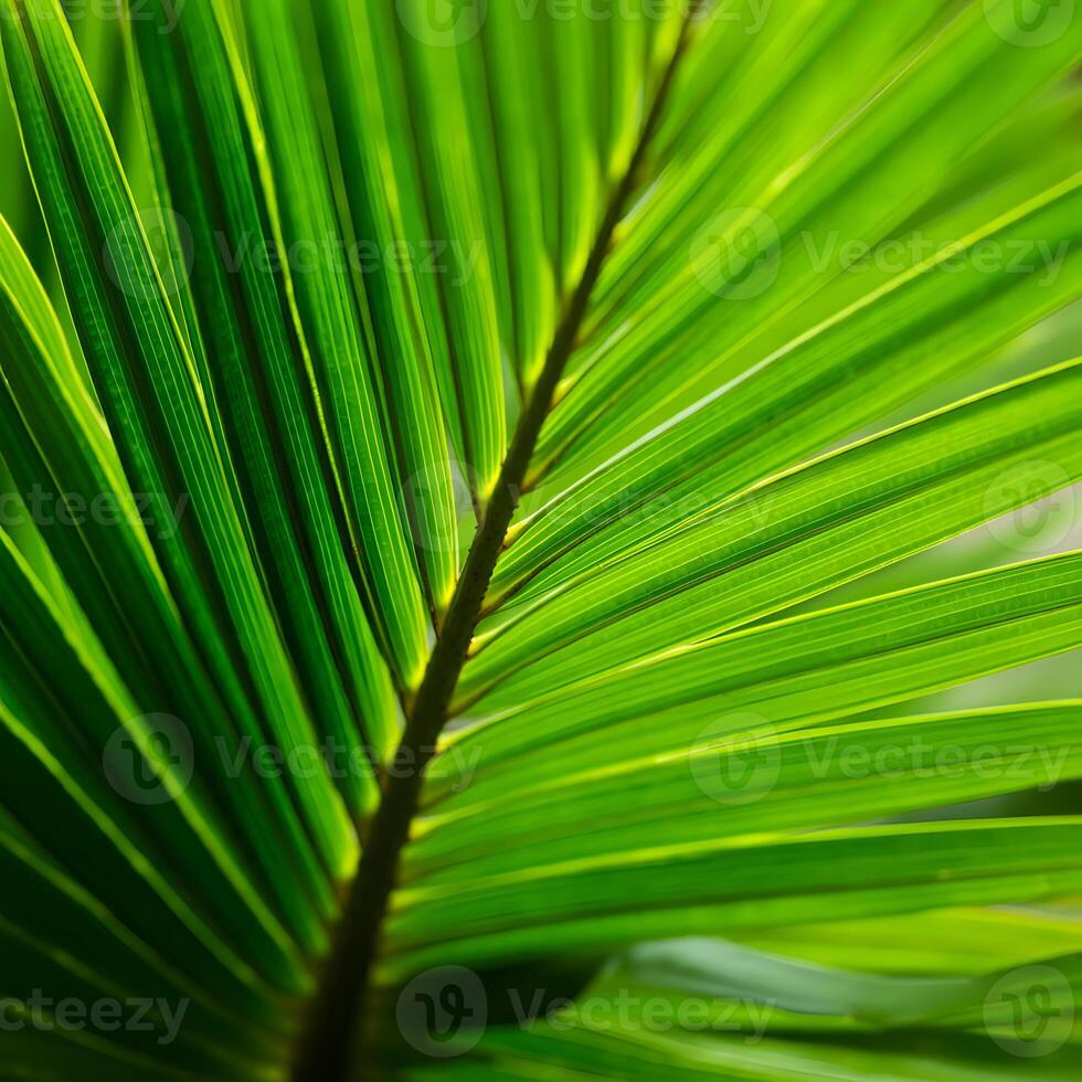Macro close up of vibrant green palm leaf with intricate vein details and parallel texture bright light photo