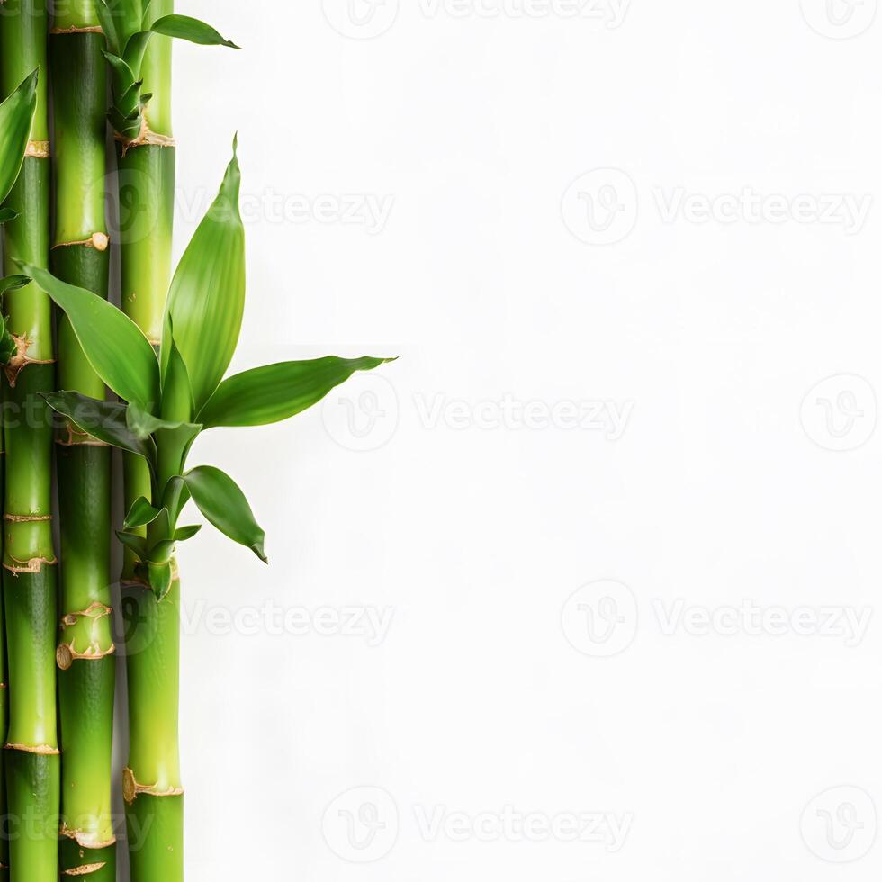 Close up of bamboo stalks with fresh green leaves against white background natural minimalistic design concept photo