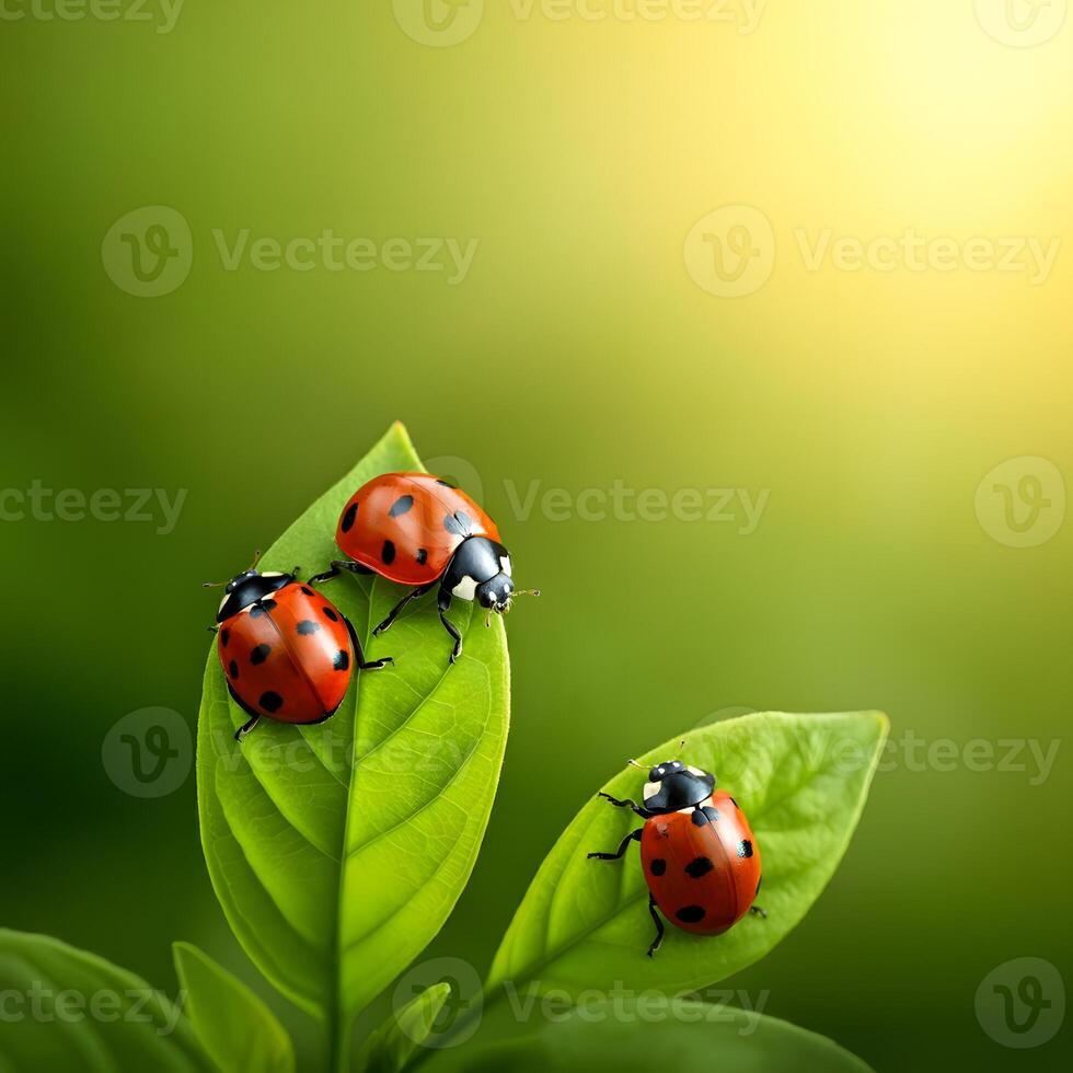 Macro shot of ladybugs on green leaves in nature with soft sunlight and a blurred yellow green background photo