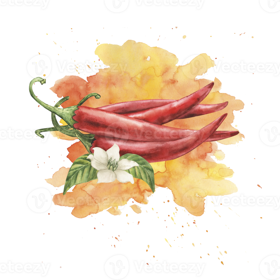 Red chili pepper with green stems and delicate white flower on textured yellow-orange splash background. Watercolor illustration hand drawn in botanical style. For packaging, menu, restaurant design. png
