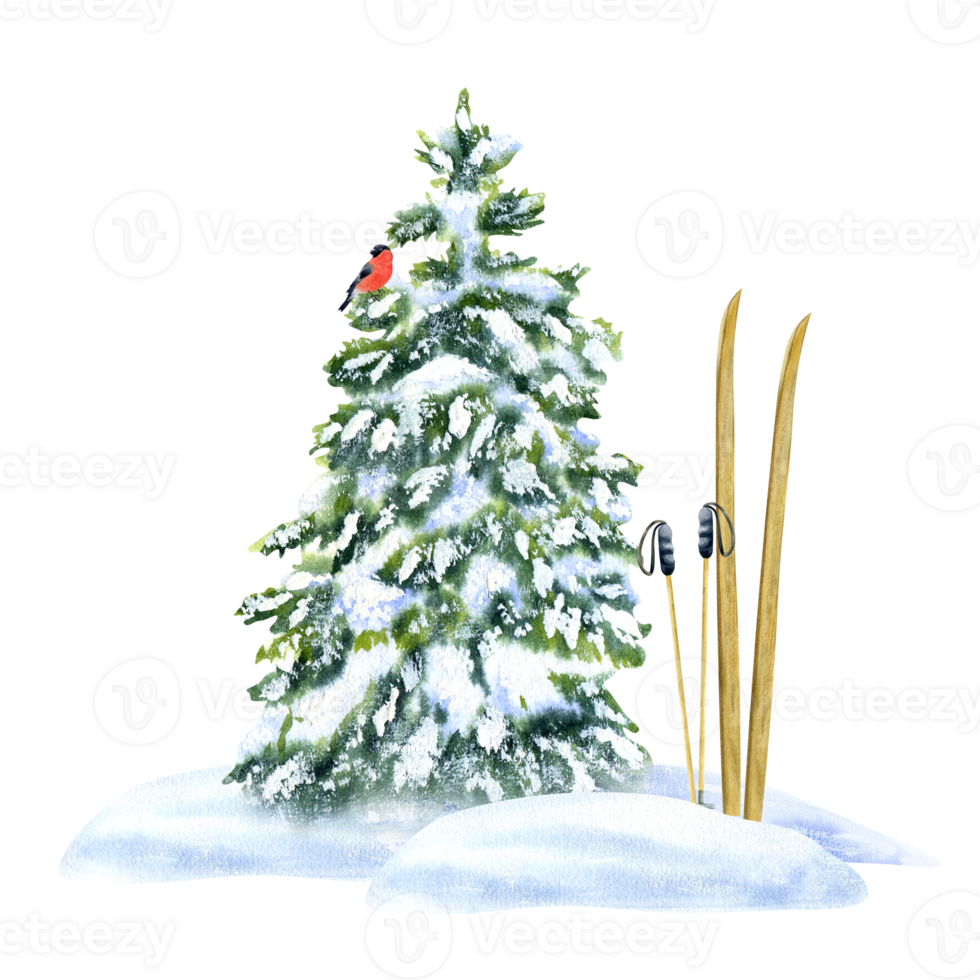 Skis and ski poles in a snowdrift near a spruce tree with a bird. Composition, Watercolor illustration, hand-drawn on a background isolated. For decor, design, printing and polygraphy, advertising png