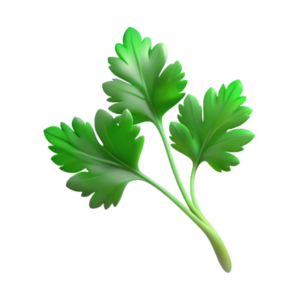 elegant rustic Cilantro Sprig Green Delicate Isolated high quality png