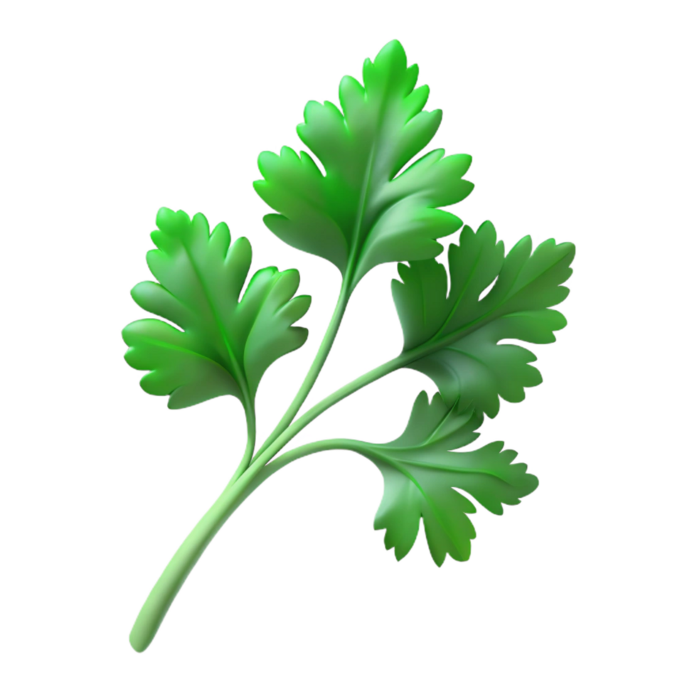 wonderful rustic Cilantro Sprig Green Delicate Isolated detailed png