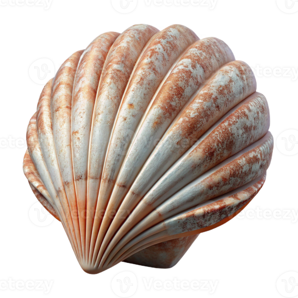 elegant creative Detailed Seashell Texture Cutout premium png