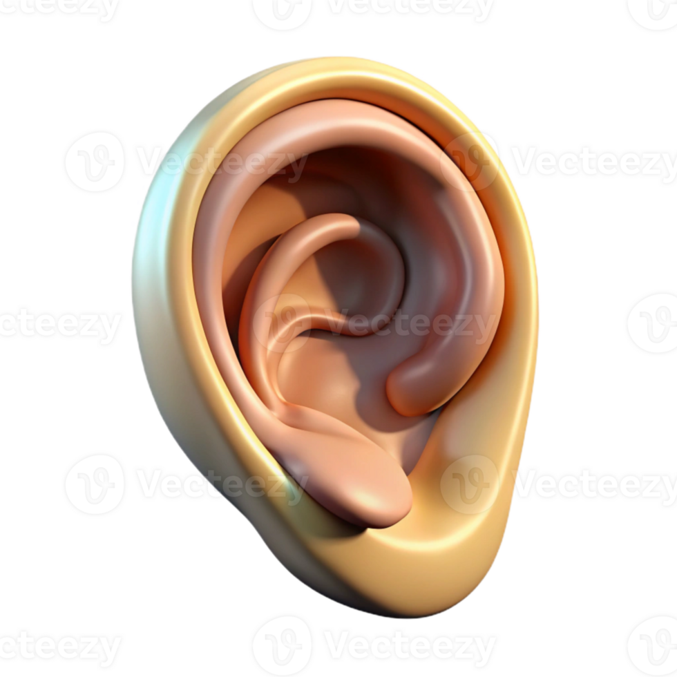 wonderful contemporary Ear Diagram Isolated genuine png