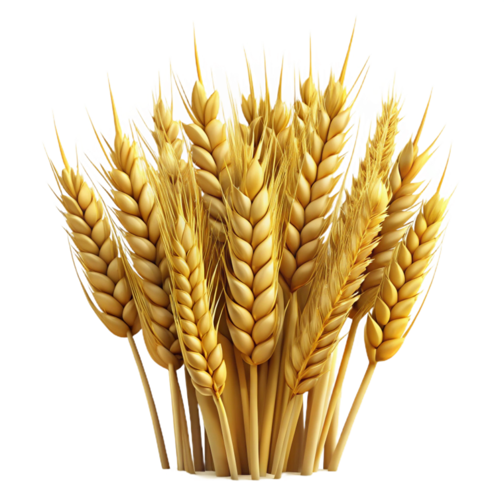 wonderful modern Field of Wheat Isolated high quality png