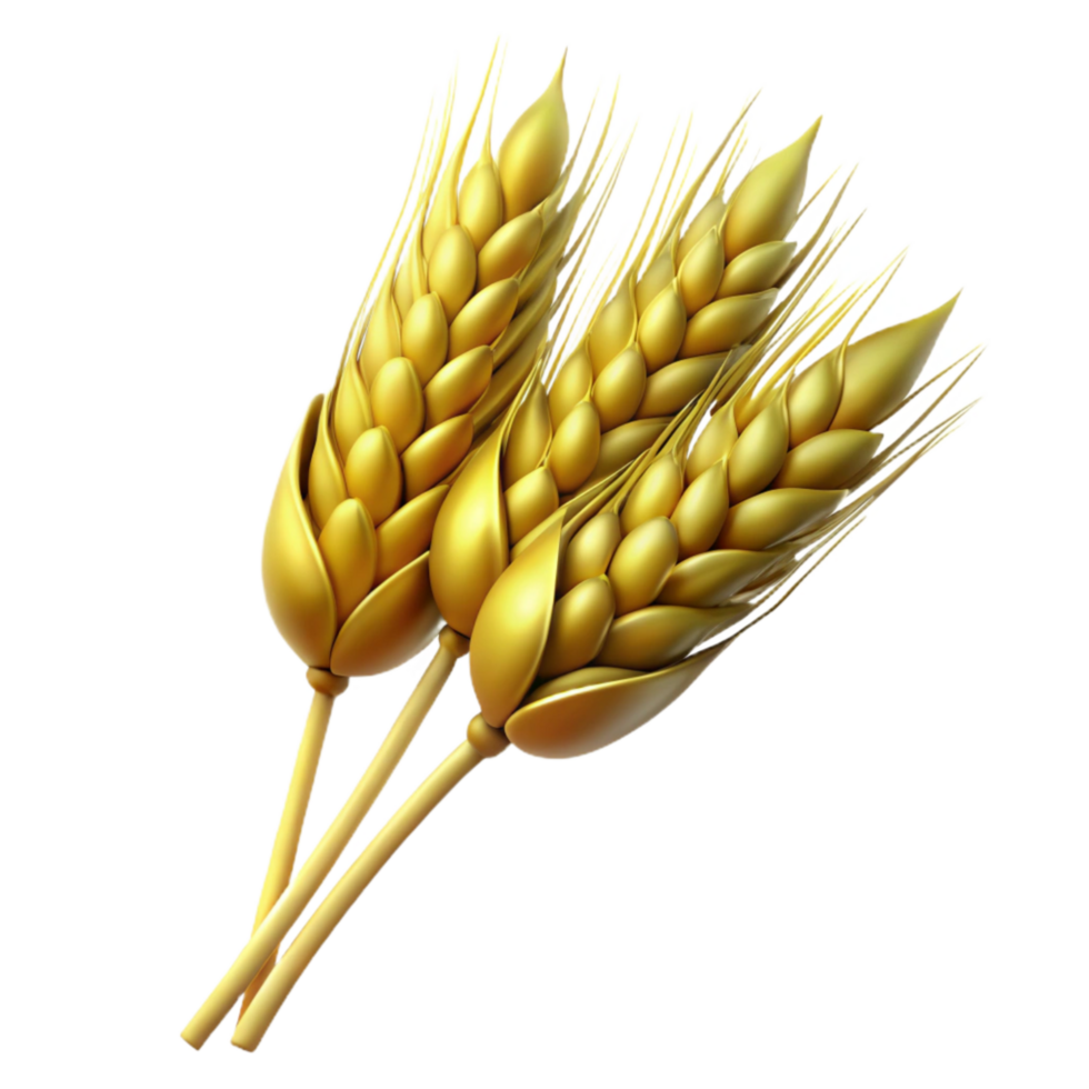 dramatic rustic Golden Wheat Stalks Close Up Transparent Background high quality png
