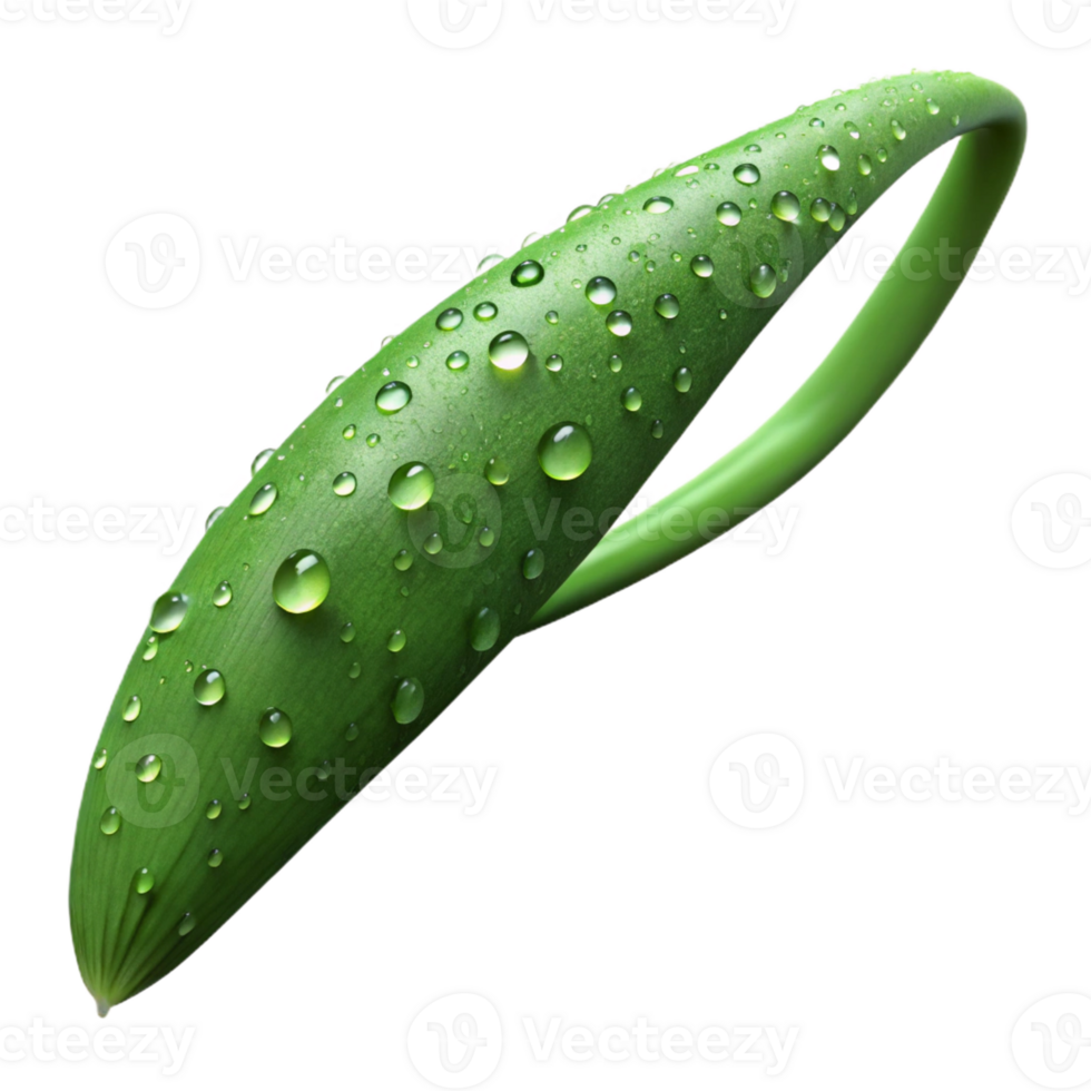 wonderful creative A single blade of grass covered in dew, macro photography, realistic, close-up authentic png