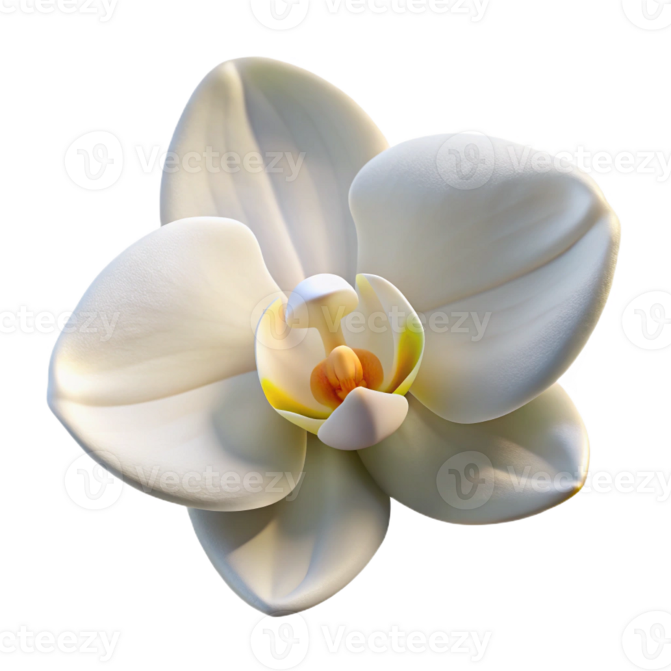 serene modern A Single White Orchid Soft Dif genuine png
