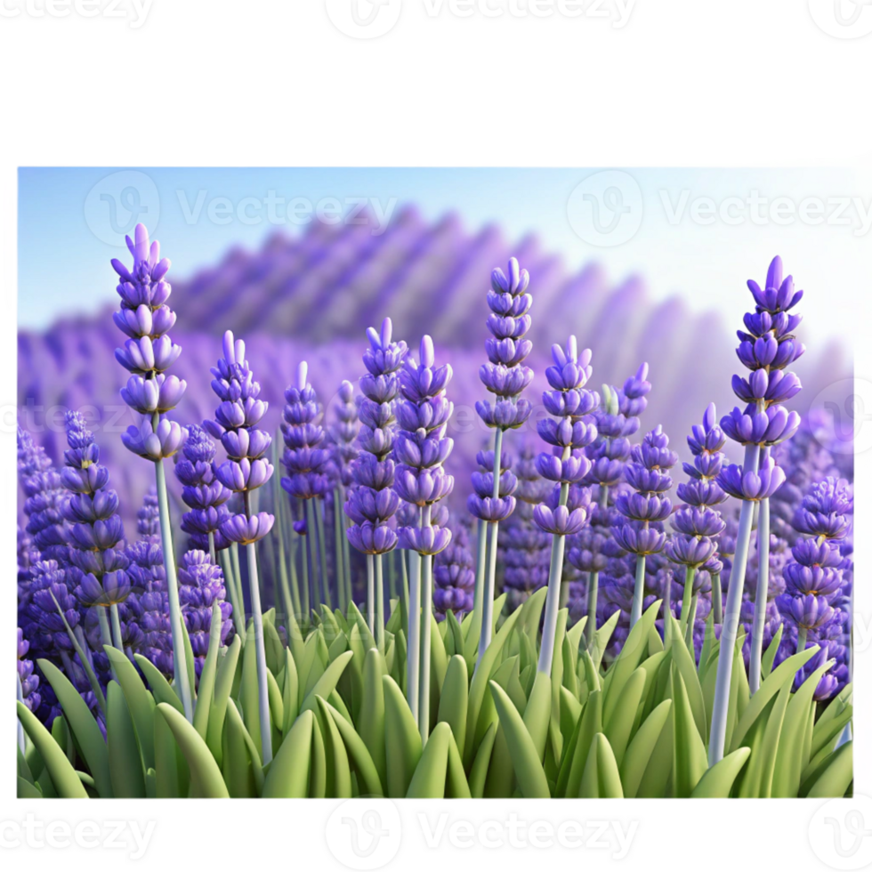magnificent classic A Field of Lavender Flowers Swaying Gent high quality png