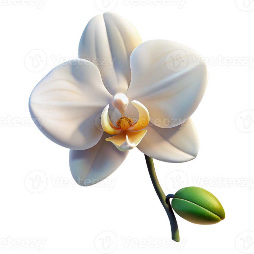 elegant abstract A Single White Orchid Blooming A premium png