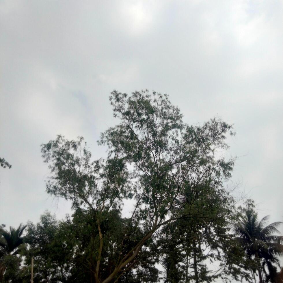 Lush Green Tree Canopy Under a Cloudy Sky Nature s Serenity photo