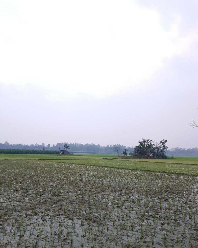 Lush Green Paddy Field Landscape Under a Cloudy Sky Tranquil Rural Scene of Rice Plantation photo