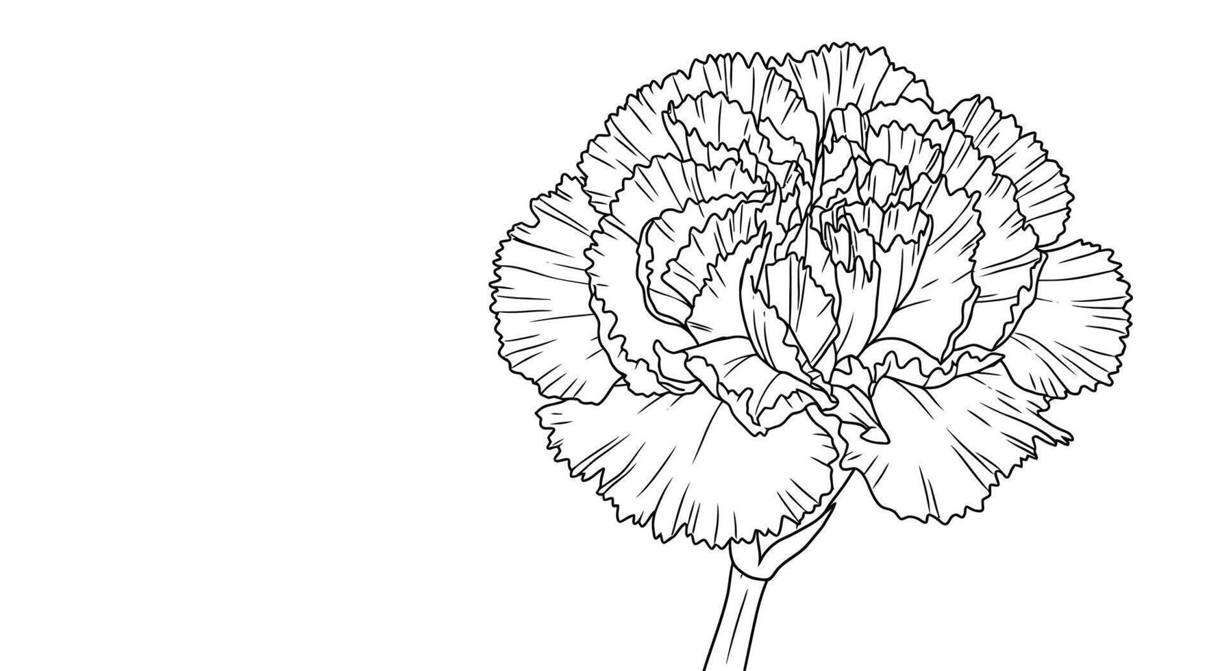 Coloring Page of a Carnation Flower Showing Its Characteristic Ruffled Edges on the Petals vector