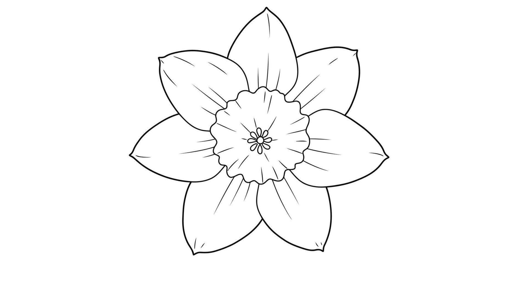 Coloring Page Featuring a Daffodil Flower Emphasizing Its Central Trumpet-Shaped Corona vector