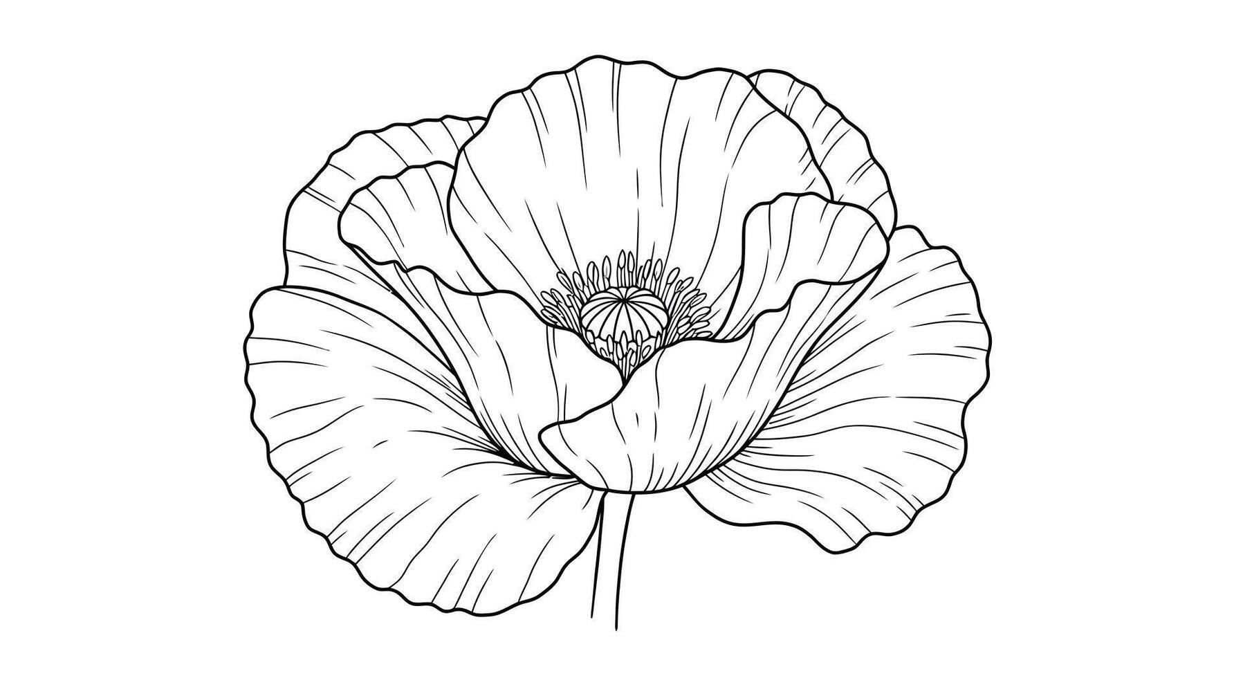 Coloring Page of a Poppy Flower Showing Its Characteristic Delicate Crumpled-Looking Petals vector