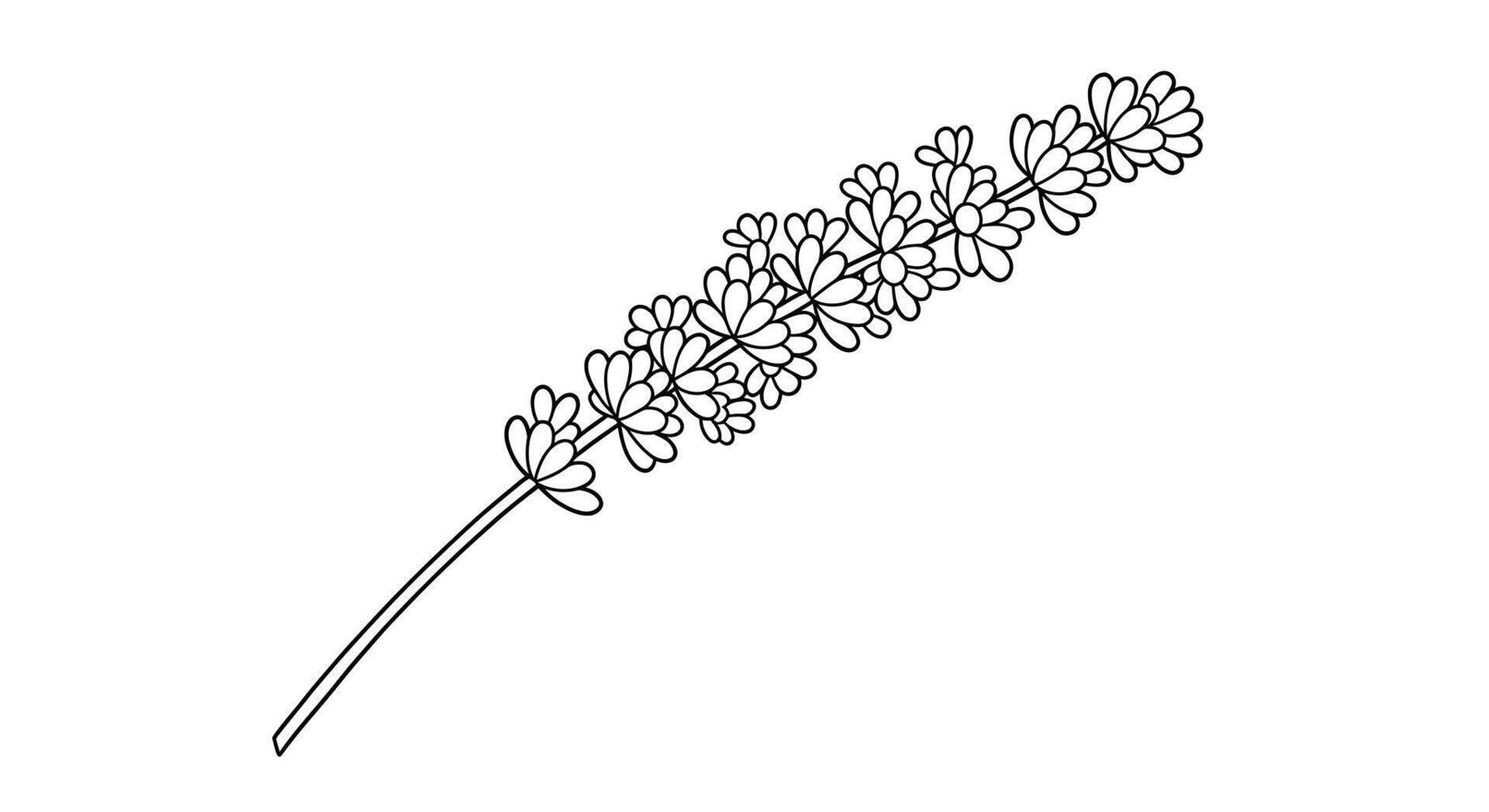 Coloring Page Featuring a Sprig of Lavender With Many Small Individual Flowers Clustered Together. vector
