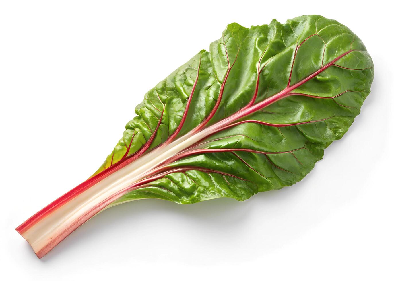 Single, vibrant green Swiss chard leaf lies on a white background photo