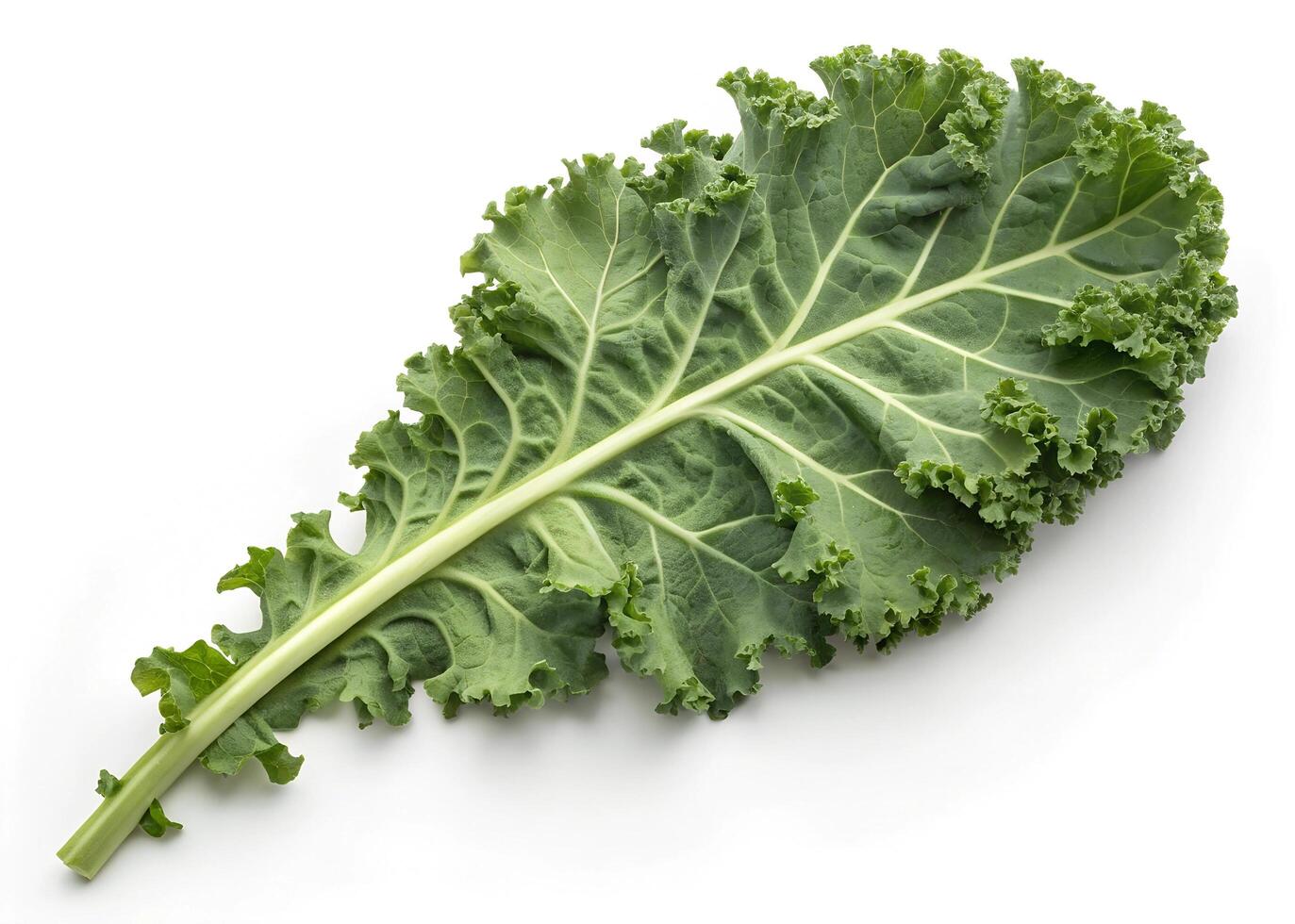A single, large kale leaf with a long, sturdy stem and curly edges. The leaf is a rich green color, with a textured, crinkled surface and prominent veins. Its ruffled appearance and vibrant photo