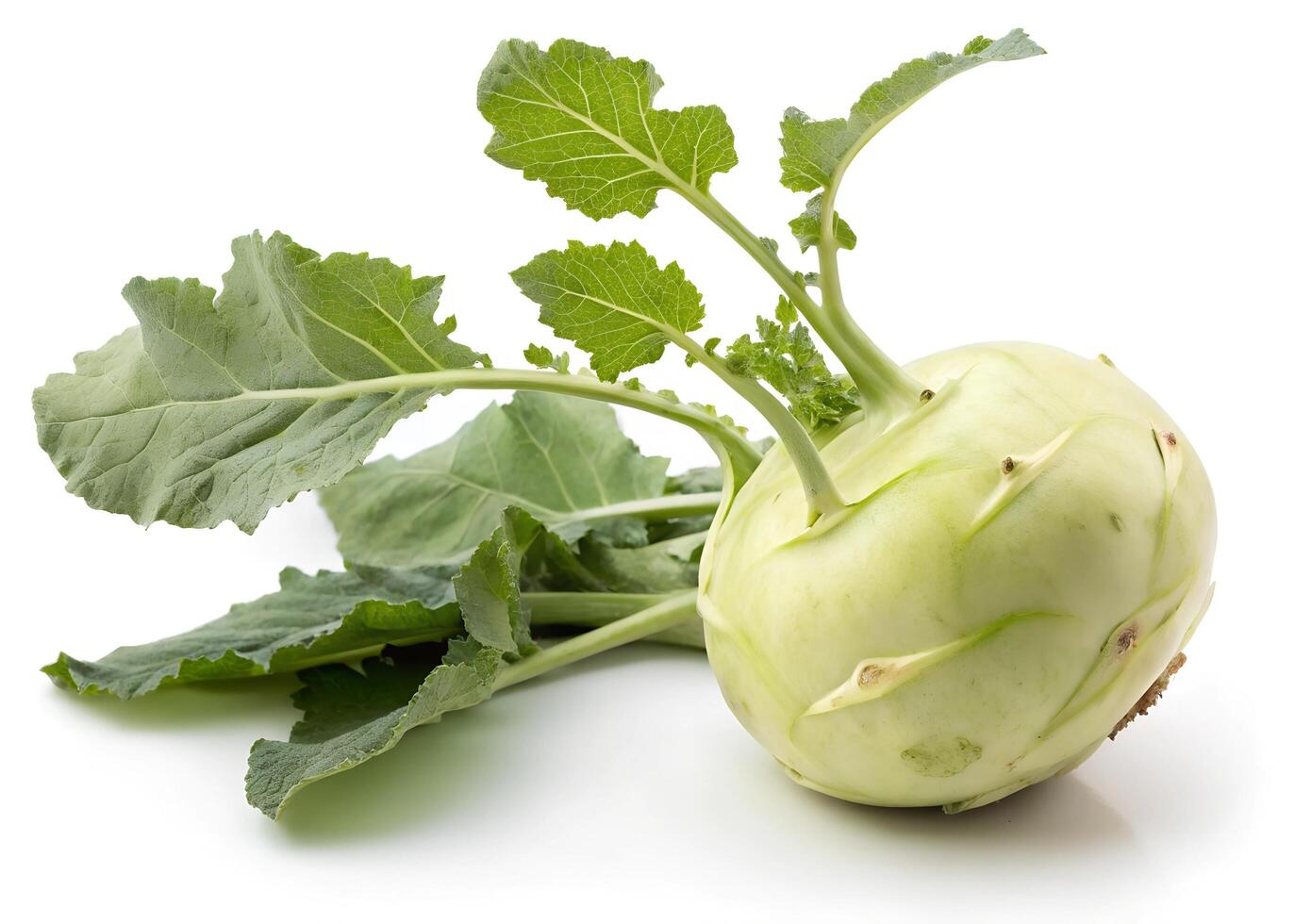 A light green kohlrabi with leafy stems rests on a white background photo