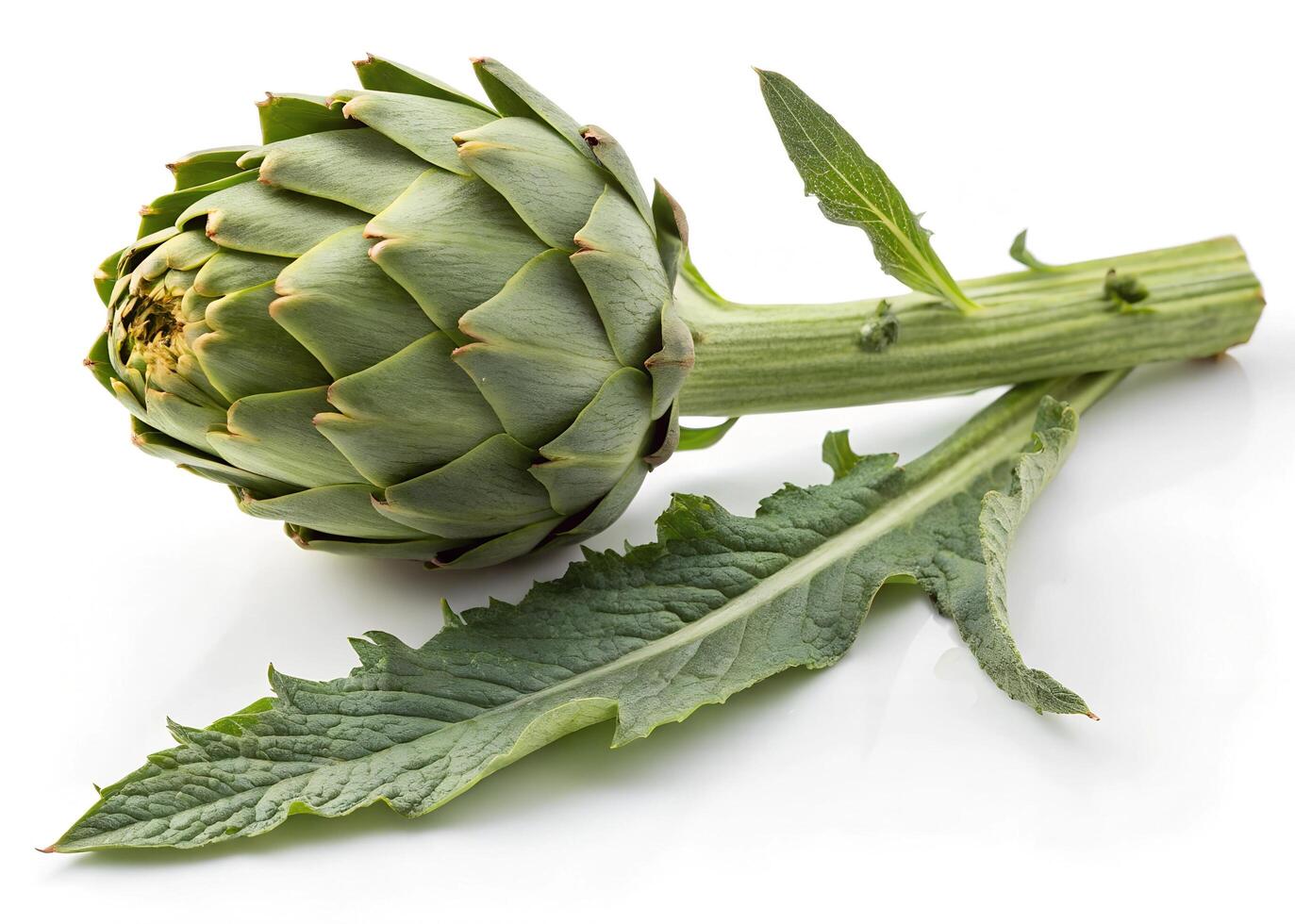 A A fresh artichoke with a long, sturdy stem and several lance-shaped leaves is displayed on a white background photo
