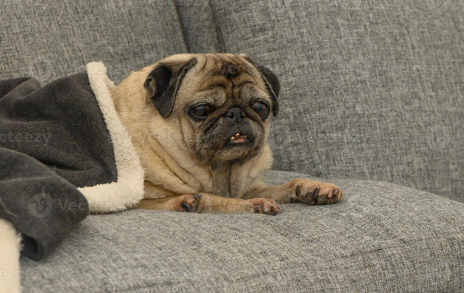Cozy pug relaxing on a gray sofa under a warm blanket in a sunlit living room photo