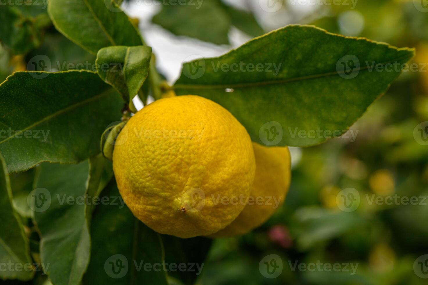 Lush lemon trees laden with ripe fruits basking in warm sunlight on a summer afternoon photo