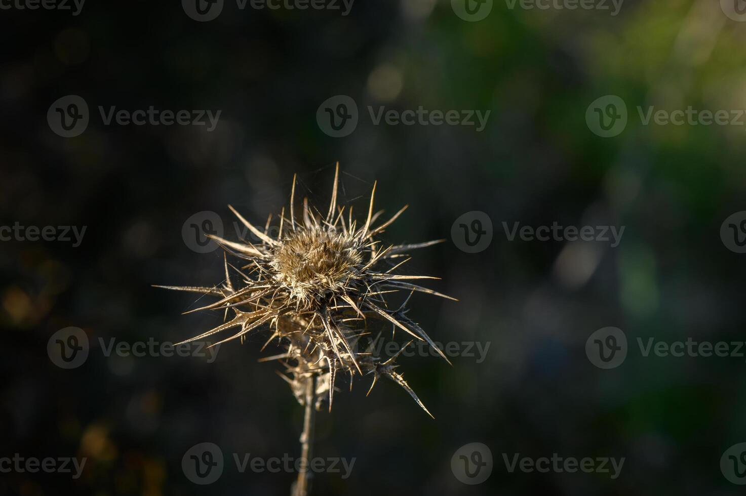 Prickly plant stands resilient under the warm afternoon sunlight in a quiet natural setting photo