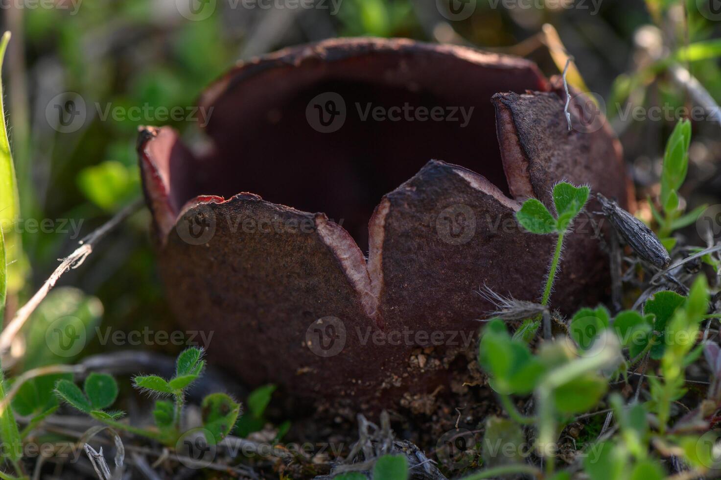 Unique mushroom emerging from the forest floor in a vibrant spring landscape photo