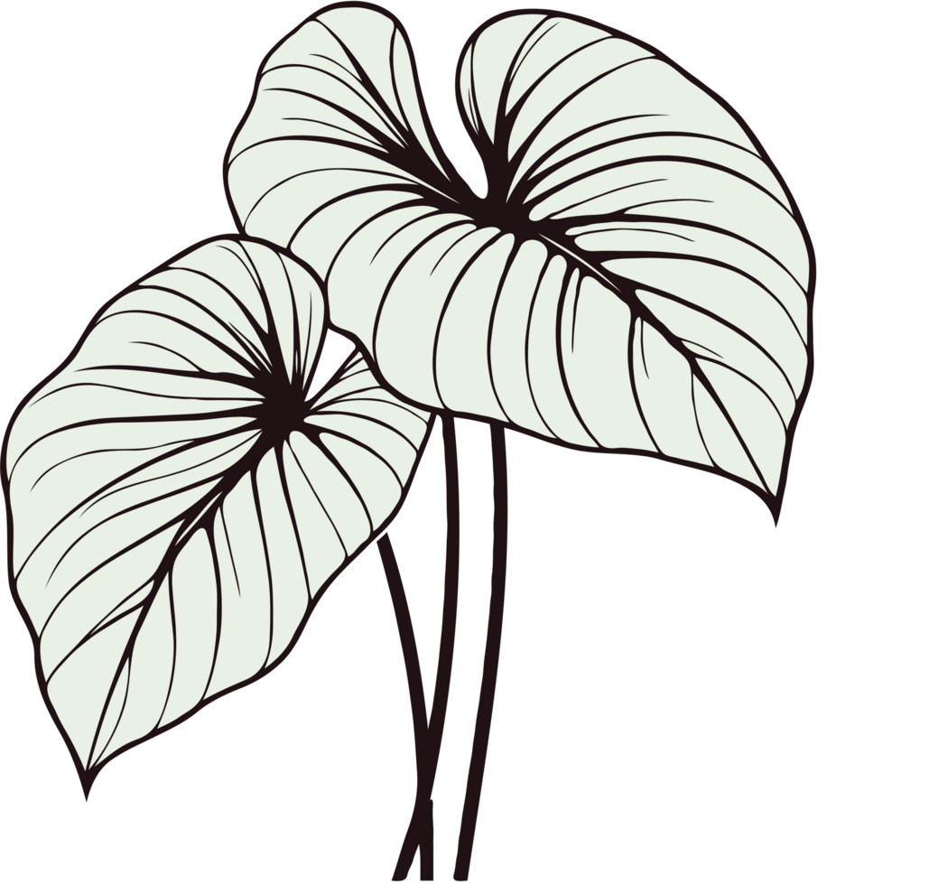 heart shaped leaf illustration of a plant set of leaves black and white silhouettes of leaves seamless pattern. black and white botanical illustration vintage, set of decorative elements plants png